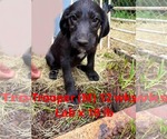 Small #5 Labrador Retriever Mix