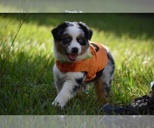 Miniature Australian Shepherd Puppy for sale in PALM COAST, FL, USA