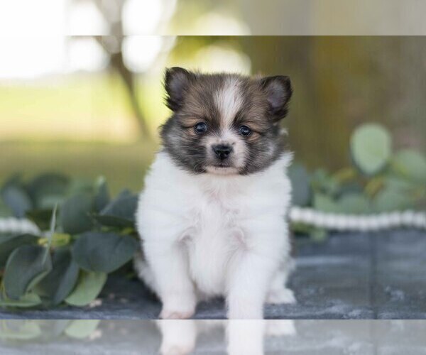 Medium Photo #2 Pomeranian Puppy For Sale in SHILOH, OH, USA