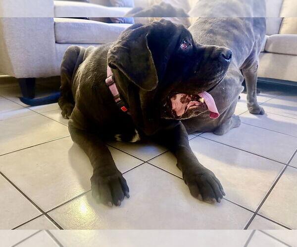 Medium Photo #3 Mutt Puppy For Sale in San Diego, CA, USA