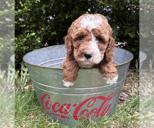 Medium Photo #5 Cockapoo (Miniature) Puppy For Sale in MIDDLEBURY, IN, USA