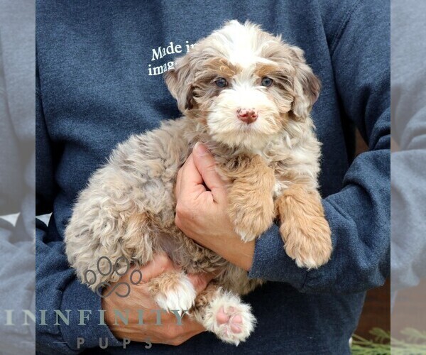 Medium Photo #4 Bernedoodle (Miniature) Puppy For Sale in NARVON, PA, USA