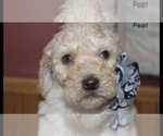 Small Photo #11 Poodle (Standard) Puppy For Sale in MUSKEGON, MI, USA