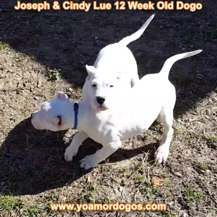 Medium Photo #155 Dogo Argentino Puppy For Sale in PINEVILLE, MO, USA