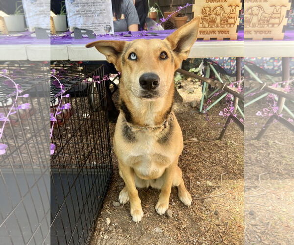 Medium Photo #7 German Shepherd Dog Puppy For Sale in San Bernardino , CA, USA