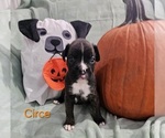 Puppy Circe Boxer