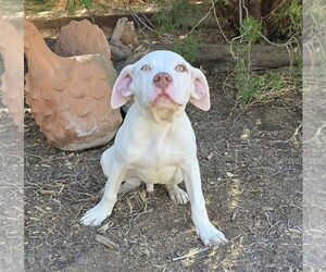 American Staffordshire Terrier Dogs for adoption in Albuquerque, NM, USA