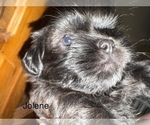 Puppy Jolene Shih Apso
