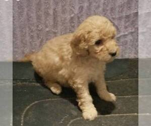 Goldendoodle-Poodle (Miniature) Mix Puppy for sale in ARTHUR, IL, USA