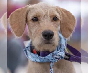 Colonial Cocker Spaniel-Unknown Mix Dogs for adoption in San Diego, CA, USA
