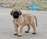 Small #2 Mastiff