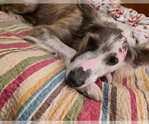 Medium Photo #2 Mutt Puppy For Sale in Royal Palm Beach, FL, USA