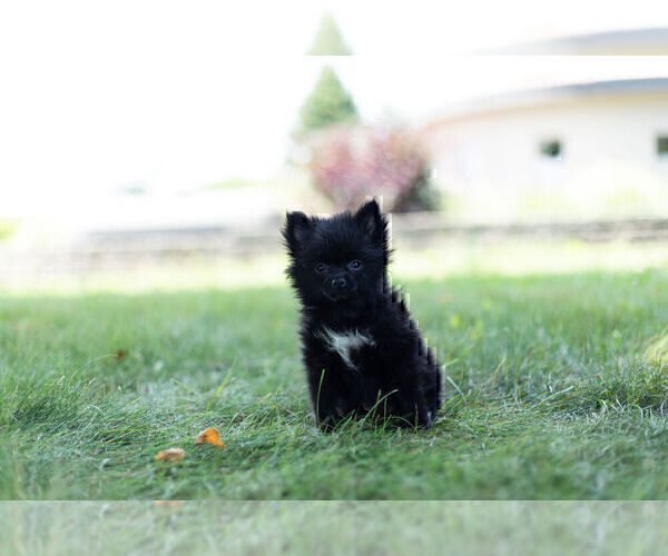 Medium Photo #7 Pomeranian Puppy For Sale in WARSAW, IN, USA