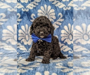 Poodle (Miniature) Puppy for sale in NOTTINGHAM, PA, USA