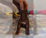 Small #9 Great Dane
