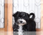 Small Photo #2 Morkie Puppy For Sale in NAPLES, FL, USA