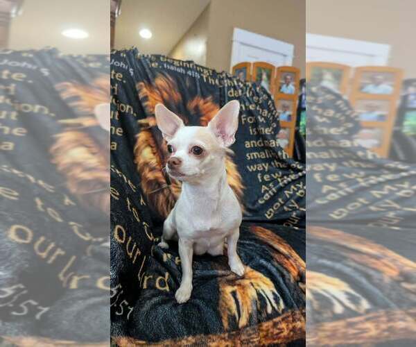 Medium Photo #1 Chihuahua Puppy For Sale in HUDSONVILLE, MI, USA