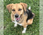 Small #2 Beagle