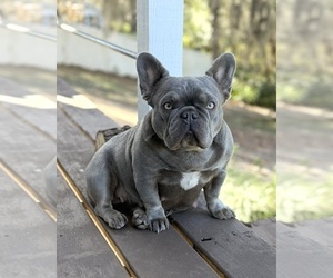 Mother of the French Bulldog puppies born on 01/22/2026