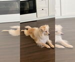 Small #1 American Eskimo Dog Mix