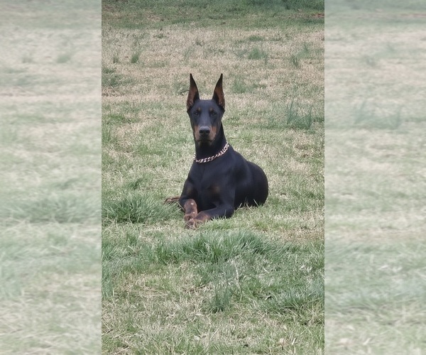 Medium Photo #5 Doberman Pinscher Puppy For Sale in MONROE, NC, USA