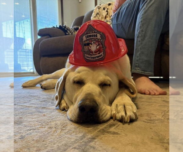 Medium Photo #2 Labrador Retriever-Unknown Mix Puppy For Sale in OKLAHOMA CITY, OK, USA
