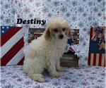 Puppy 3 Poodle (Toy)