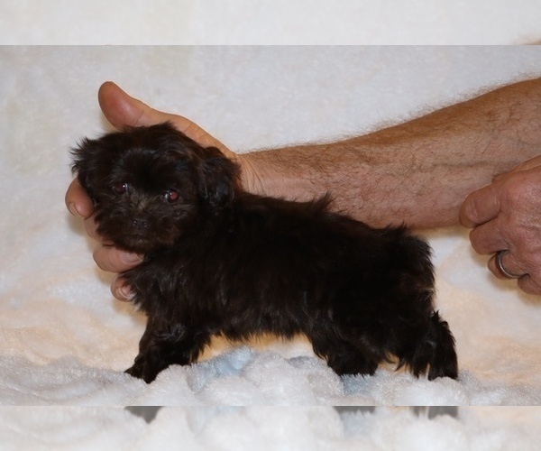Medium Photo #9 ShihPoo Puppy For Sale in DYERSBURG, TN, USA