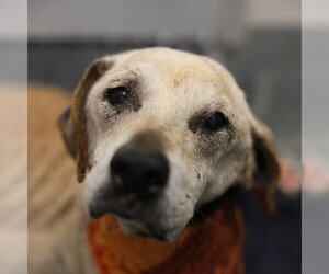 German Shepherd Dog-Unknown Mix Dogs for adoption in San Antonio, TX, USA