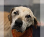 FREESIA - Female German Shepherd Dog-Unknown Mix Dog for Adoption - Small photo