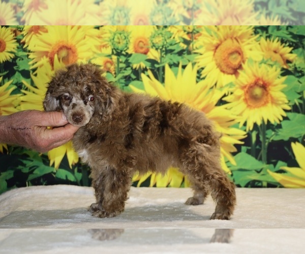 Medium Photo #3 Poodle (Toy) Puppy For Sale in DYERSBURG, TN, USA