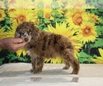 Maurice - Male Poodle (Toy) Puppy for Sale - Photo #3