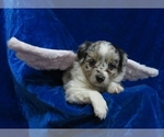 Small Photo #10 Miniature Australian Shepherd Puppy For Sale in NORWOOD, MO, USA