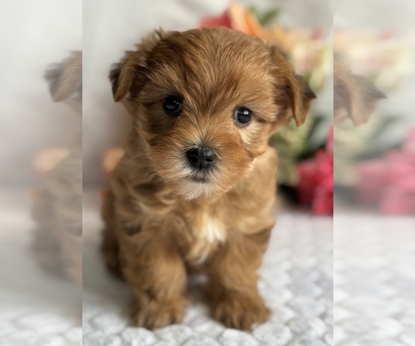Medium Photo #3 Morkie Puppy For Sale in ROCK STREAM, NY, USA