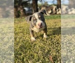 Small #18 American Bully