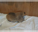 Small Photo #14 Australian Shepherd-Pembroke Welsh Corgi Mix Puppy For Sale in GALLEGOS, NM, USA