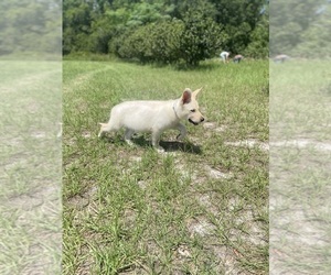 German Shepherd Dog Puppy for sale in ALACHUA, FL, USA