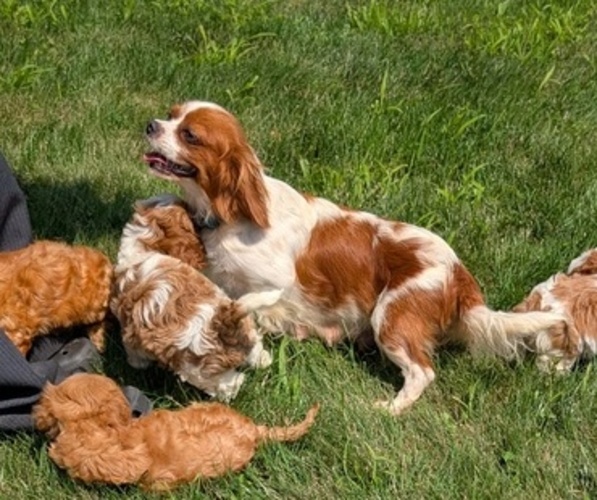 Medium Photo #26 Cavapoo Puppy For Sale in GOSHEN, IN, USA