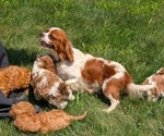Small Photo #26 Cavapoo Puppy For Sale in GOSHEN, IN, USA