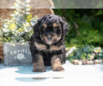 Small Photo #18 Miniature Bernedoodle Puppy For Sale in BREMEN, IN, USA