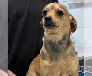 Rat Terrier-Unknown Mix Dogs for adoption in Chico, CA, USA