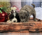 Small Photo #27 Aussiedoodle Puppy For Sale in COMMERCE, MI, USA