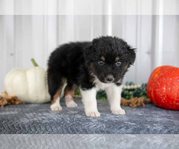 Medium Photo #2 Australian Shepherd Puppy For Sale in CAMDEN, MI, USA