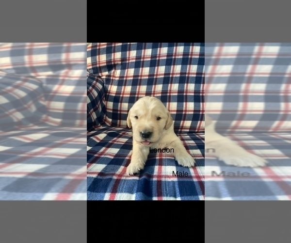 Medium Photo #5 Golden Retriever Puppy For Sale in NORWOOD, MO, USA