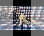 Small Photo #5 Golden Retriever Puppy For Sale in NORWOOD, MO, USA