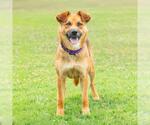 Small German Shepherd Dog