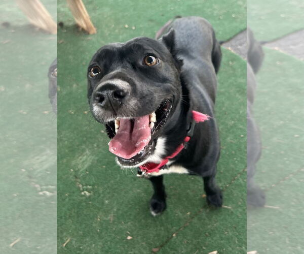 Medium Photo #4 Mutt Puppy For Sale in Clarkesville, GA, USA