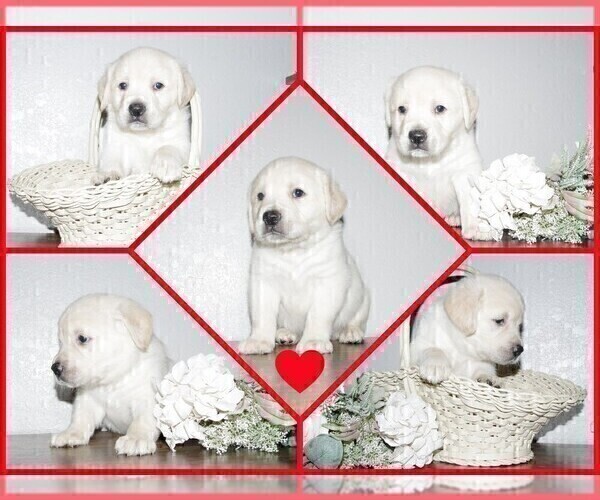 Medium Photo #13 English Cream Golden Retriever-Labrador Retriever Mix Puppy For Sale in FORT COLLINS, CO, USA