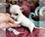 Small #6 Chihuahua