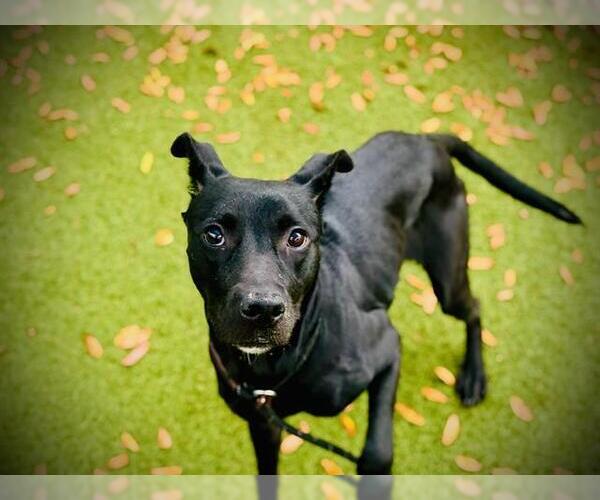 Medium Photo #3 Labrador Retriever-Unknown Mix Puppy For Sale in Orlando, FL, USA